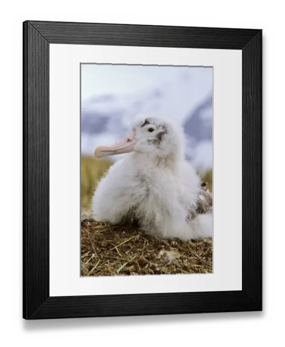 Framed Print : Young Wandering Albatross (Diomendea exulans) portrait on nest, Island of South Georgia Framed Print : Young Wandering Albatross (Diomendea exulans) portrait on nest, Island of South Georgia