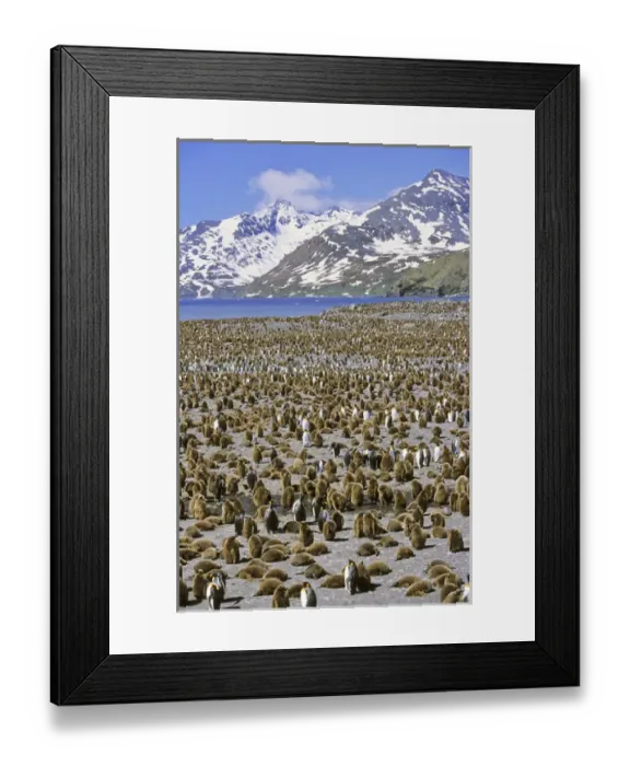 Framed Print : King Penguin (Aptenodytes patagonica) colony on beach with lots of chicks, St. Andrews Bay Framed Print : King Penguin (Aptenodytes patagonica) colony on beach with lots of chicks, St. Andrews Bay