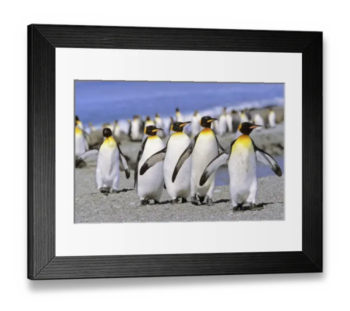 Framed Print : King Penguin (Aptenodytes patagonica) group of adults marching to the colony on beach, St Framed Print : King Penguin (Aptenodytes patagonica) group of adults marching to the colony on beach, St