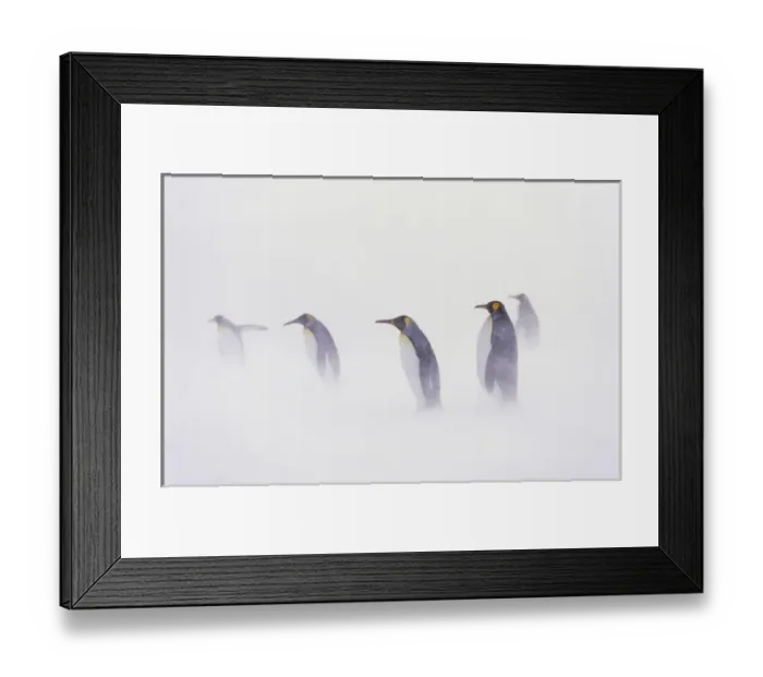 Framed Print : King Penguin (Aptenodytes patagonica) colony in snow during snowstrom, St. Andrews Bay Framed Print : King Penguin (Aptenodytes patagonica) colony in snow during snowstrom, St. Andrews Bay
