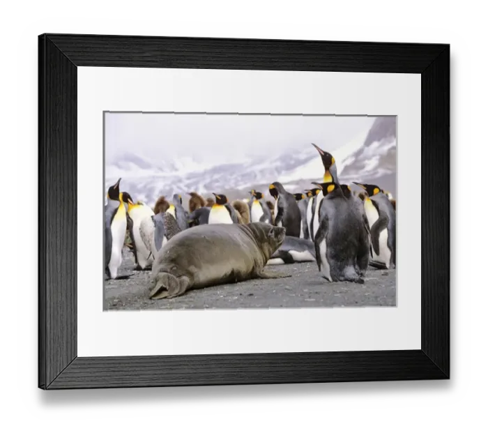 Framed Print : Southern Elephant Seal weaned pup in colony of King Penguins Framed Print : Southern Elephant Seal weaned pup in colony of King Penguins