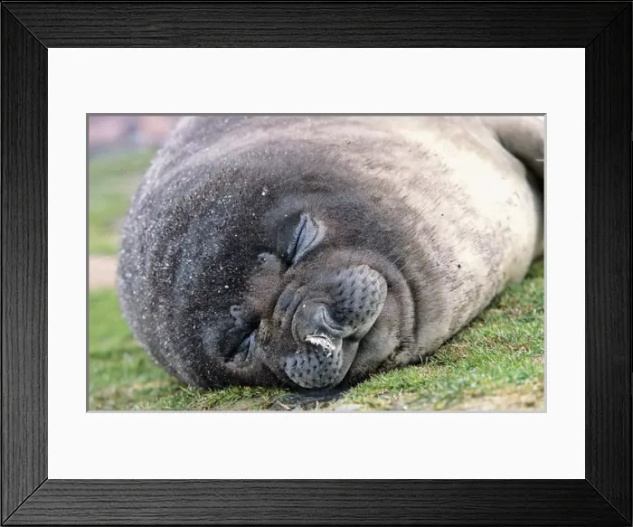 Framed Print : Southern Elephant Seal (mirounga leonina) portrait of pub, Island of South Georgia