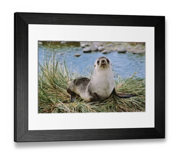 Framed Print : Kerguelen Fur Seal, Antarctic Fur Seal (Arctocephalus gazella) on the Island of South Georgia