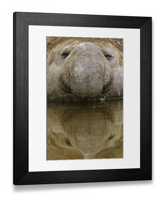Framed Print : Southern Elephant Seal (mirounga leonina) portrait of bull during harem and mating season