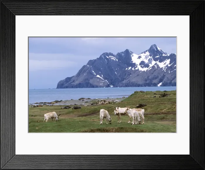 Framed Print : Eurasian Reindeer (Rangifer tarandus) herd on soccer football field in Stromness Framed Print : Eurasian Reindeer (Rangifer tarandus) herd on soccer football field in Stromness