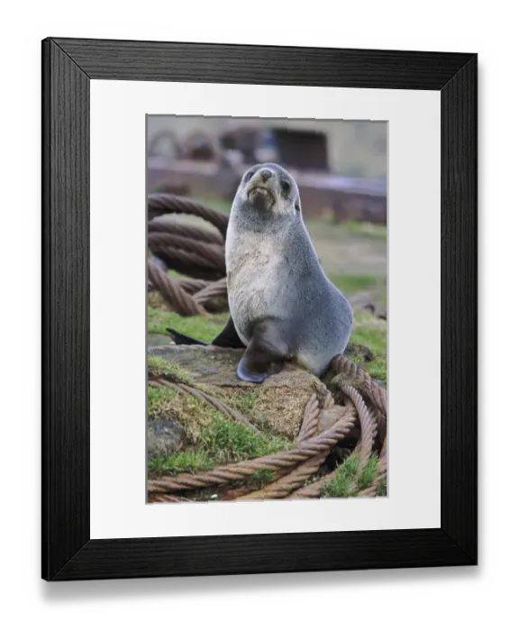 Framed Print : Kerguelen Fur Seal, Antarctic Fur Seal (Arctocephalus gazella) on the Island of South Georgia