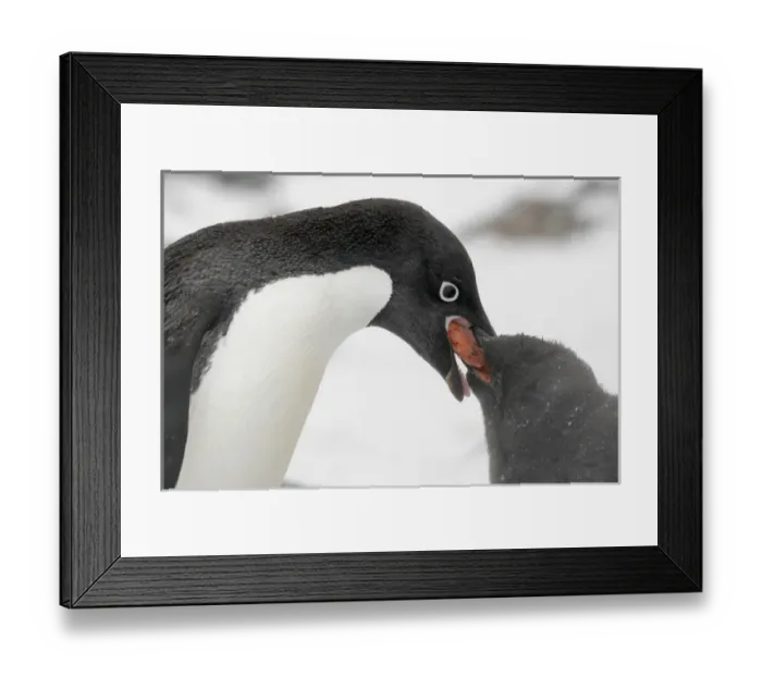 Framed Print : Antarctica, Brown Bluff. Adelie penguin adult feeding young regurgitated krill. Credit as Framed Print : Antarctica, Brown Bluff. Adelie penguin adult feeding young regurgitated krill. Credit as