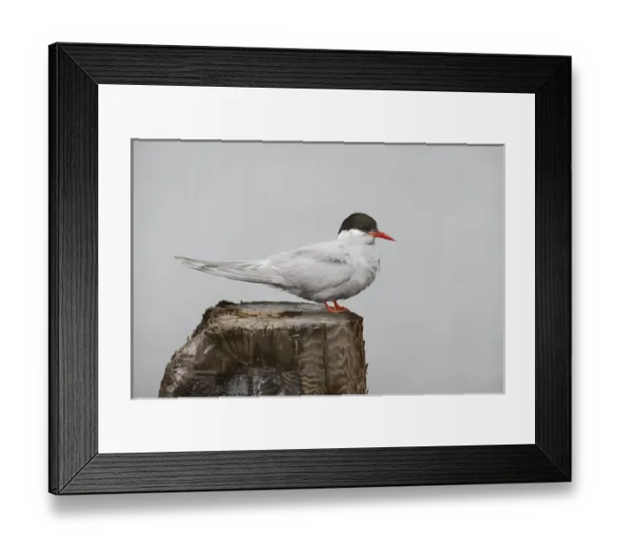 Framed Print : Antarctica, South Georgia, Grytviken. Antarctic Tern stands on post
