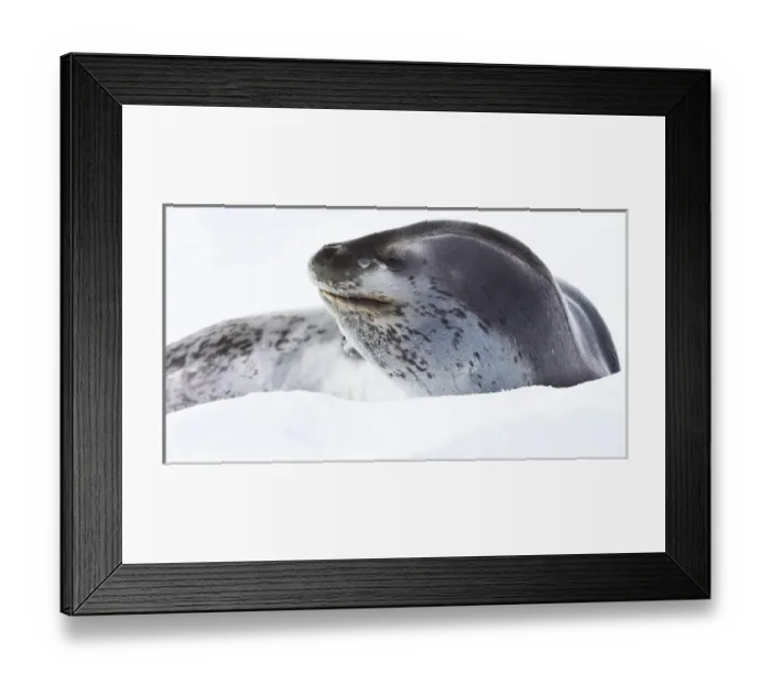 Framed Print : Leopard seal, Antarctica Framed Print : Leopard seal, Antarctica