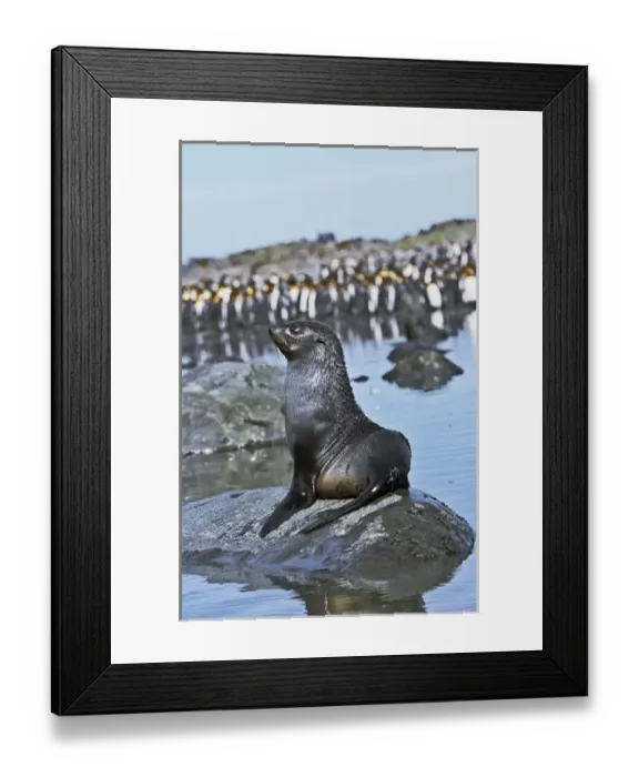 Framed Print : Kerguelen Fur Seal, Antarctic Fur Seal (Arctocephalus gazella) on the Island of South Georgia