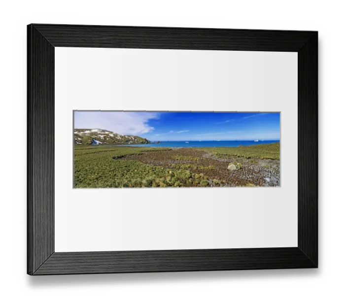 Framed Print : King Penguins (Aptenodytes patagonicus) in colony, Subantarctia, South Georgia