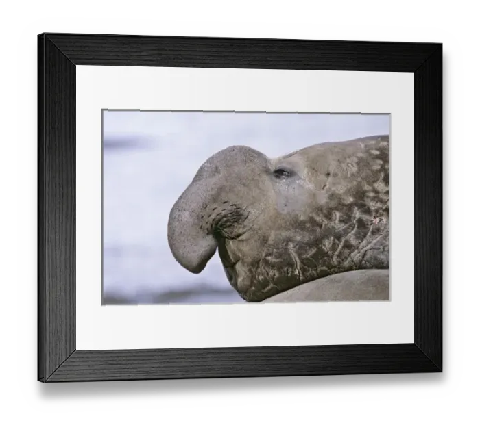 Framed Print : Southern Elephant Seal (mirounga leonina) portrait of bull during harem and mating season