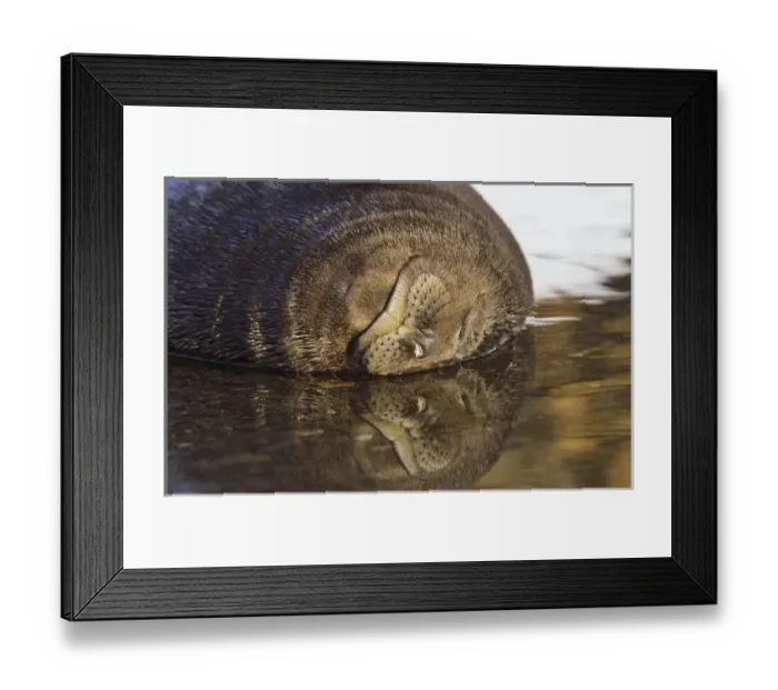 Framed Print : Southern Elephant Seal (mirounga leonina) portrait of pub, face reflecting in water