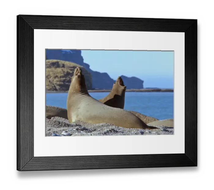 Framed Print : Southern Elephant Seal female (cow) (mirounga leonina) portrait of fighting cows in harem
