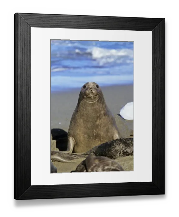Framed Print : Southern Elephant Seal female (cow) (mirounga leonina) portrait during harem and mating season Framed Print : Southern Elephant Seal female (cow) (mirounga leonina) portrait during harem and mating season