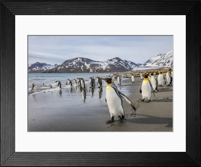 Framed Print : South Georgia Island, St. Andrews Bay Framed Print : South Georgia Island, St. Andrews Bay
