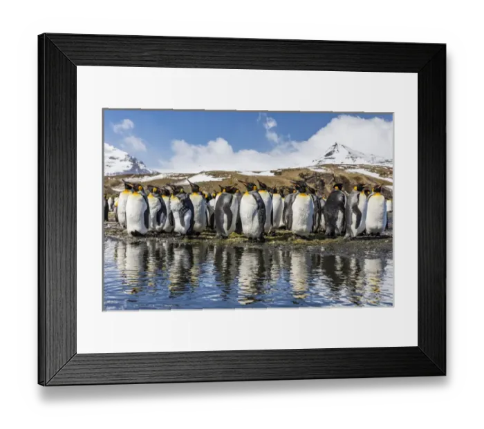 Framed Print : South Georgia Island, Salisbury Plains. Group of molting king penguins reflect in stream Framed Print : South Georgia Island, Salisbury Plains. Group of molting king penguins reflect in stream