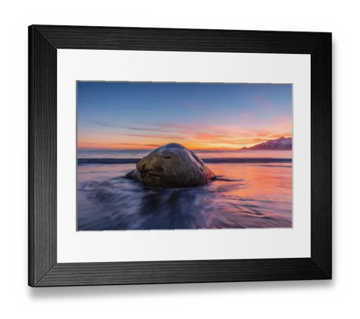 Framed Print : South Georgia Island, St. Andrews Bay. Elephant seal in beach surf at sunrise Framed Print : South Georgia Island, St. Andrews Bay. Elephant seal in beach surf at sunrise