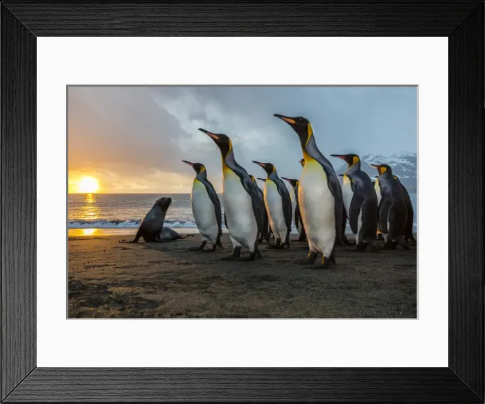 Framed Print : South Georgia Island, Gold Harbour. King penguins and fur seal on beach at sunrise