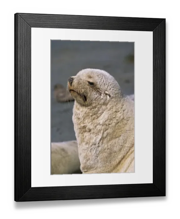 Framed Print : Kerguelen Fur Seal, Antarctic Fur Seal (Arctocephalus gazella) on the Island of South Georgia