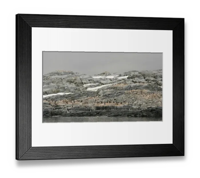 Framed Print : Antarctica, Pleneau Island. Gentoo penguin rookery