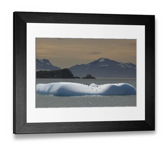 Framed Print : Antarctica, South Georgia. Chinstrap and gentoo penguins on iceberg Framed Print : Antarctica, South Georgia. Chinstrap and gentoo penguins on iceberg