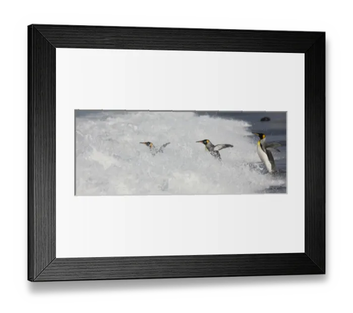 Framed Print : Antarctica, South Georgia, Salisbury Plain Framed Print : Antarctica, South Georgia, Salisbury Plain