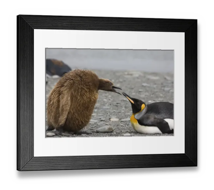 Framed Print : Antarctica, South Georgia, St. Andrews Bay. King penguin Oakum Boy chick begging food from parent Framed Print : Antarctica, South Georgia, St. Andrews Bay. King penguin Oakum Boy chick begging food from parent
