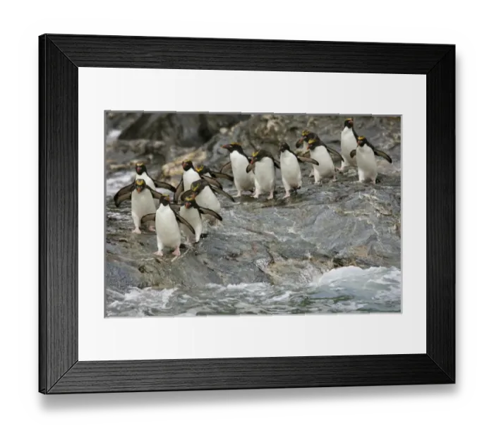 Framed Print : Antarctica, South Georgia, Royal Bay. Macaroni Penguins prepare to enter water. Credit as