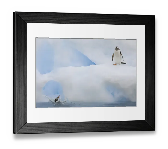 Framed Print : Antarctica, Neko Harbor. While one gentoo penguin watches another falls back into Framed Print : Antarctica, Neko Harbor. While one gentoo penguin watches another falls back into