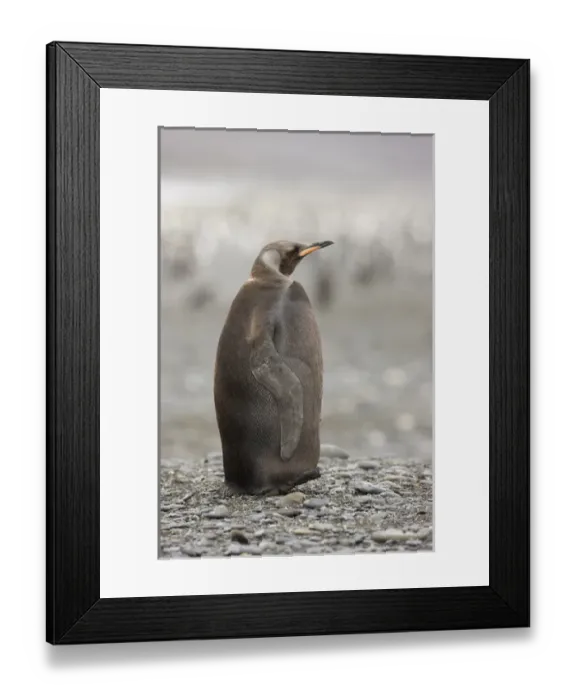 Framed Print : Antarctica, South Georgia, Salisbury Plain. A dark morph of a king penguin standing on the beach Framed Print : Antarctica, South Georgia, Salisbury Plain. A dark morph of a king penguin standing on the beach
