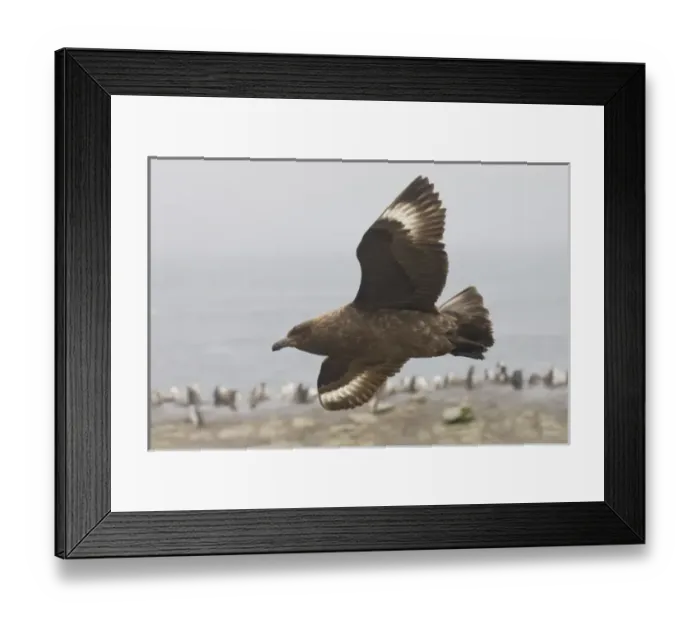 Framed Print : Antarctica, South Shetland Islands. Brown skua soars over a penguin colony looking for prey Framed Print : Antarctica, South Shetland Islands. Brown skua soars over a penguin colony looking for prey