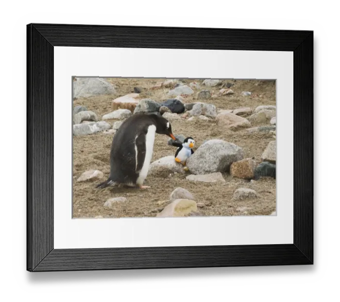 Framed Print : Antarctica, Neko Harbor. A gentoo penguin shows curiosity toward stuffed toy penguin Framed Print : Antarctica, Neko Harbor. A gentoo penguin shows curiosity toward stuffed toy penguin
