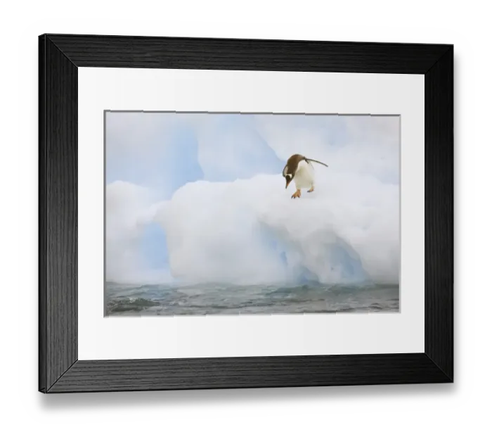 Framed Print : Antarctica, Neko Harbor. A gentoo penguin prepares to dive into the water. Credit as Framed Print : Antarctica, Neko Harbor. A gentoo penguin prepares to dive into the water. Credit as