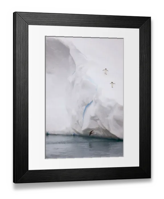 Framed Print : Antarctica, Antarctic Sound. Adelie penguin about to hit water after diving off iceberg Framed Print : Antarctica, Antarctic Sound. Adelie penguin about to hit water after diving off iceberg