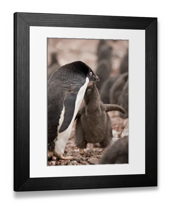 Framed Print : Antarctica, South Shetland Islands. A brown down-covered Adelie penguin chick begging Framed Print : Antarctica, South Shetland Islands. A brown down-covered Adelie penguin chick begging