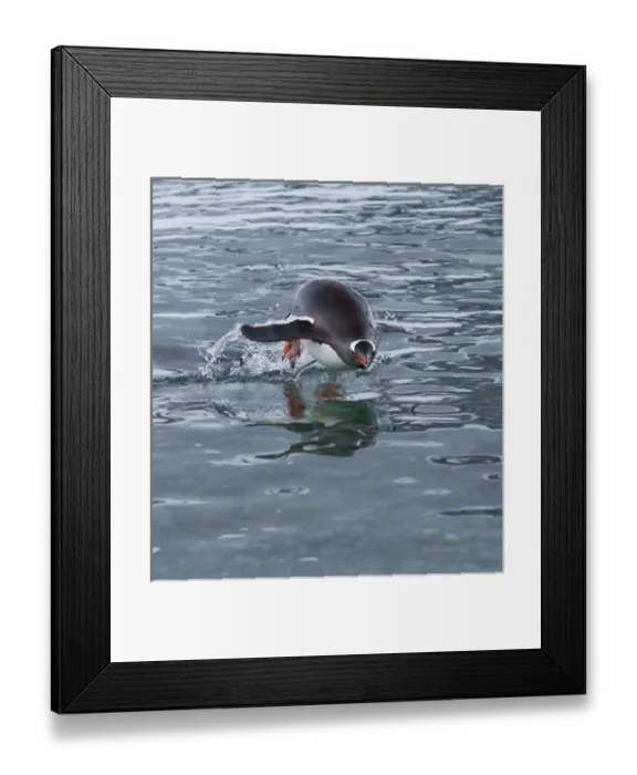 Framed Print : Gentoo penguin emerges from the ocean during a swim, Antarctica Framed Print : Gentoo penguin emerges from the ocean during a swim, Antarctica