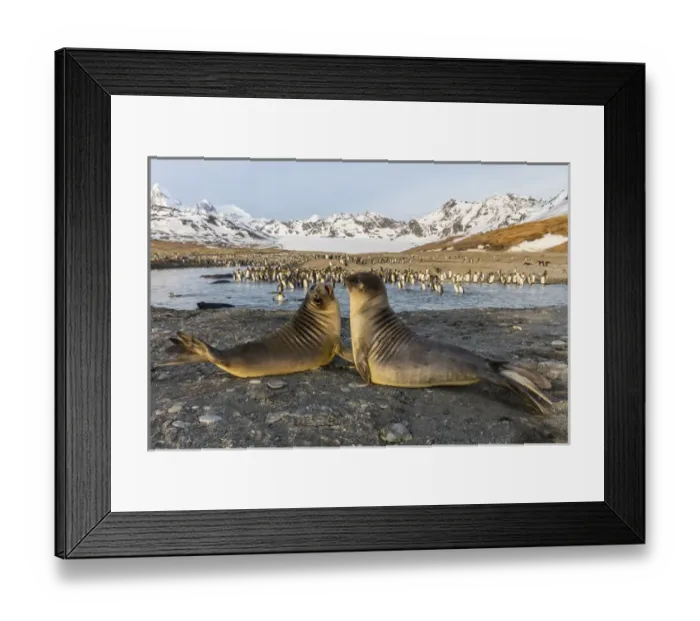 Framed Print : South Georgia Island, St. Andrews Bay. Elephant seal pups in front of king penguins Framed Print : South Georgia Island, St. Andrews Bay. Elephant seal pups in front of king penguins