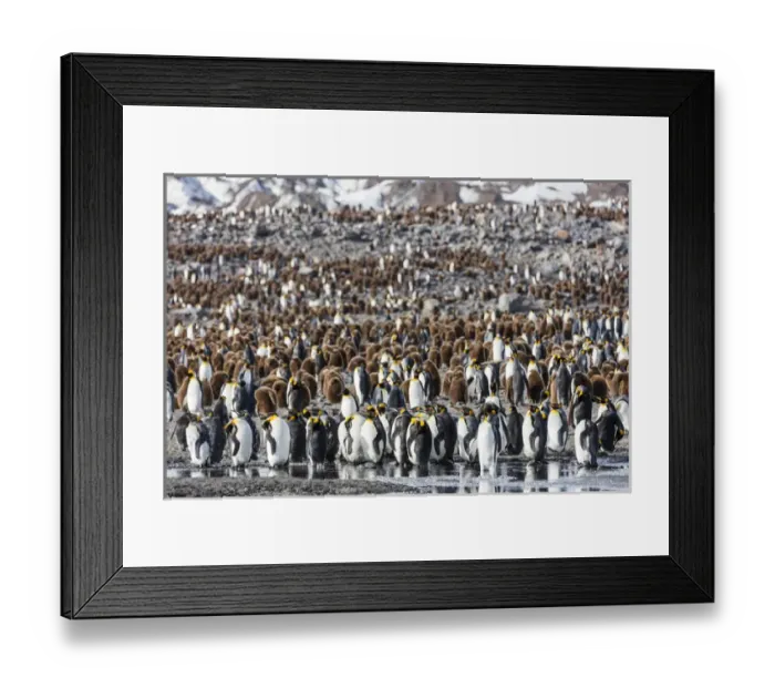 Framed Print : South Georgia Island, St. Andrews Bay