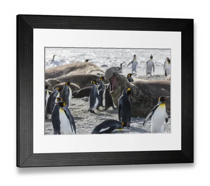 Framed Print : South Georgia Island, St. Andrews Bay. King penguins walk among elephant seals on beach Framed Print : South Georgia Island, St. Andrews Bay. King penguins walk among elephant seals on beach