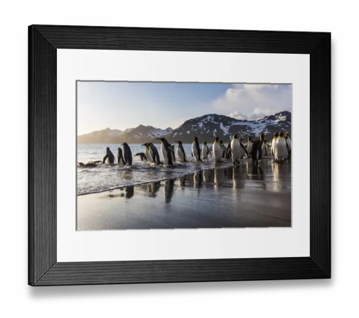 Framed Print : South Georgia Island, St. Andrews Bay Framed Print : South Georgia Island, St. Andrews Bay