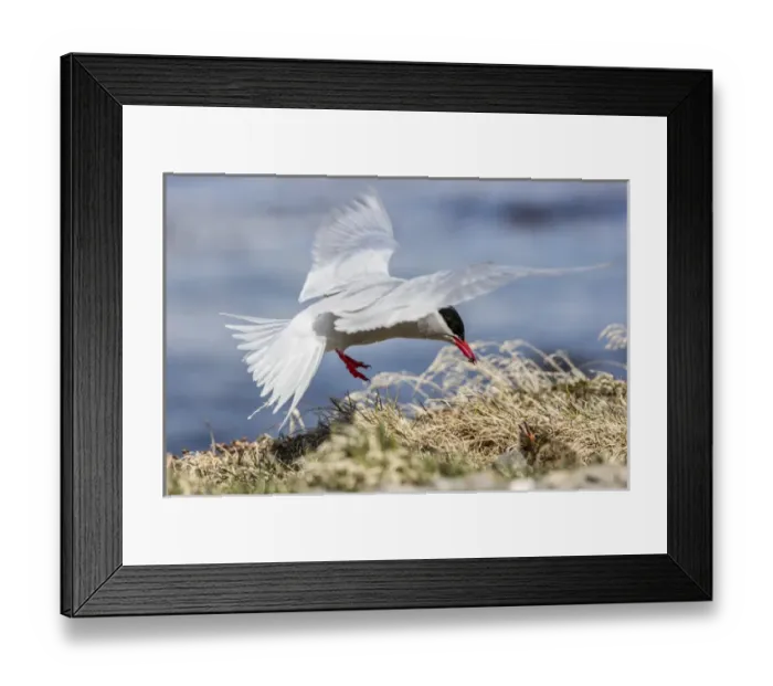 Framed Print : South Georgia Island, Grytviken. Parent Antarctic tern feeds its baby Framed Print : South Georgia Island, Grytviken. Parent Antarctic tern feeds its baby