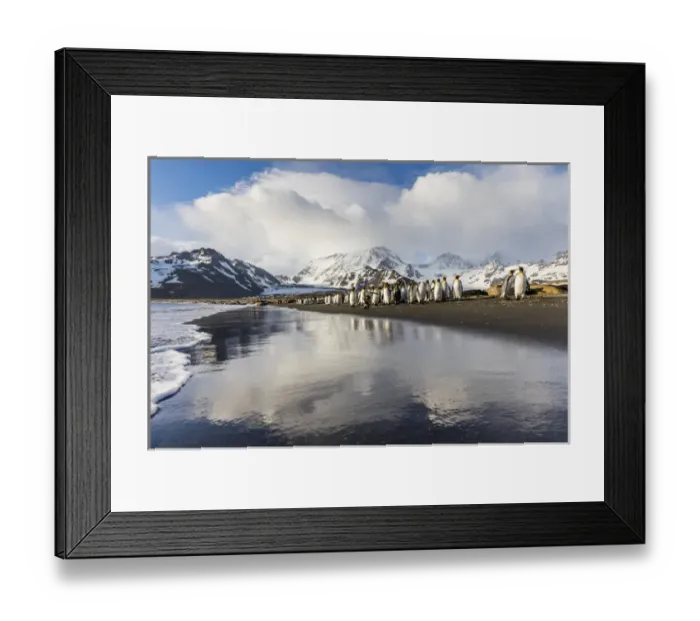 Framed Print : South Georgia Island, St. Andrews Bay. King penguins walk on shore at sunrise
