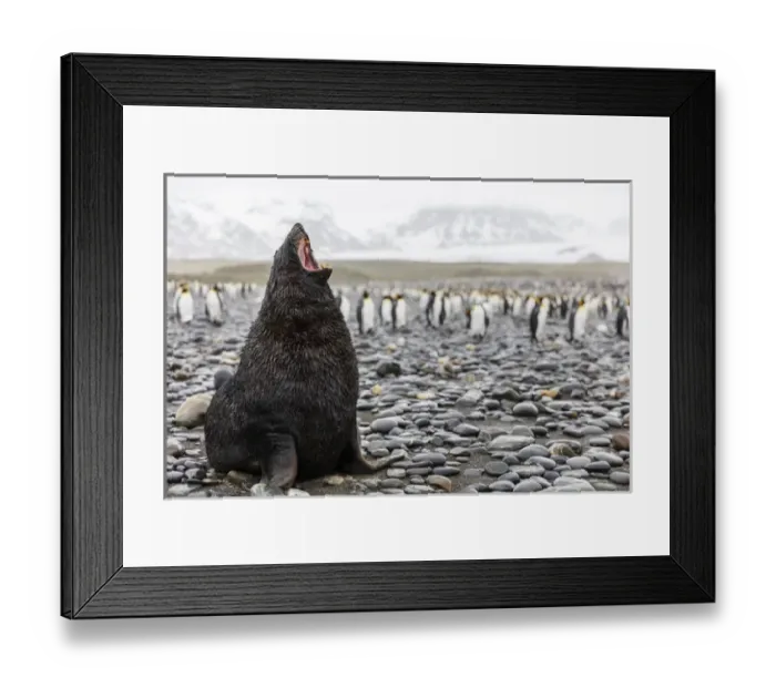 Framed Print : South Georgia Island, Salisbury Plains. Fur seal makes warning call to protect his territory