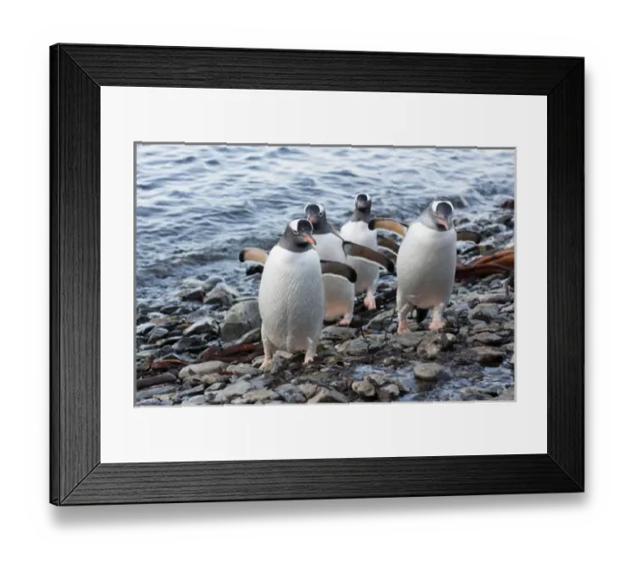 Framed Print : South Georgia Island, Godthul. Gentoo penguins on shore