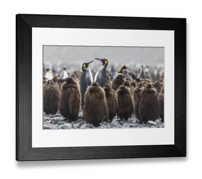 Framed Print : South Georgia Island, Salisbury Plains. Adult king penguins amid juveniles during rainstorm Framed Print : South Georgia Island, Salisbury Plains. Adult king penguins amid juveniles during rainstorm