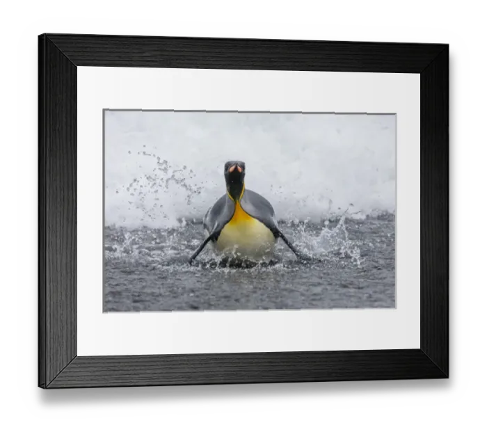 Framed Print : South Georgia Island, Salisbury Plains. King penguin emerges onto beach Framed Print : South Georgia Island, Salisbury Plains. King penguin emerges onto beach