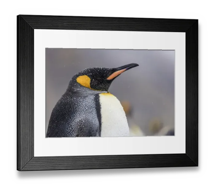Framed Print : South Georgia Island, Salisbury Plains. Close-up of king penguin in rain storm Framed Print : South Georgia Island, Salisbury Plains. Close-up of king penguin in rain storm