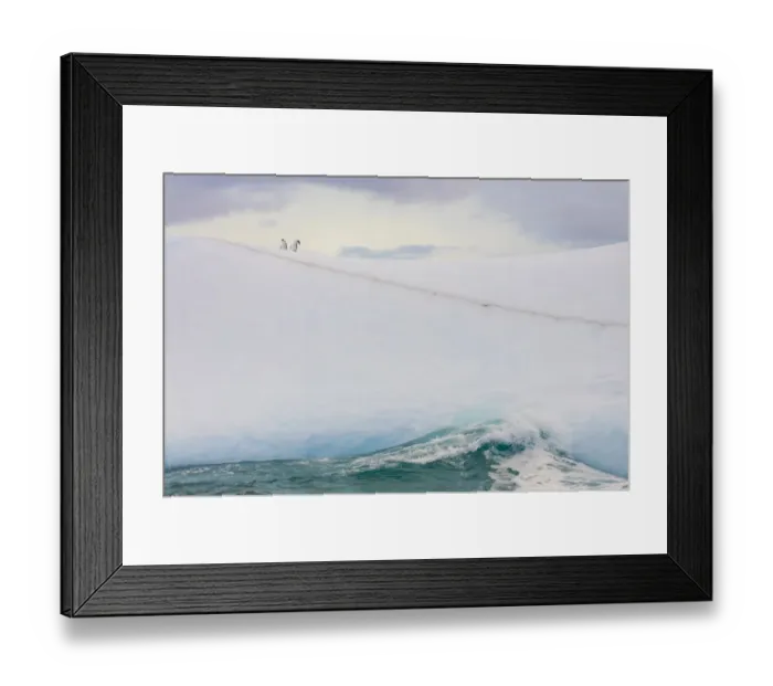 Framed Print : South Georgia Island. Chinstrap penguins ride an iceberg Framed Print : South Georgia Island. Chinstrap penguins ride an iceberg