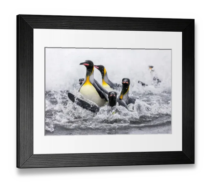 Framed Print : South Georgia Island, Salisbury Plains. Group of king penguins emerge onto shore